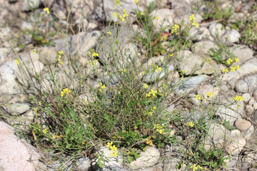 Fausse Giroflée Coincya monensis subsp. cheiranthos (Vill.) Aedo, Leadlay & Muñoz Garm., 1993