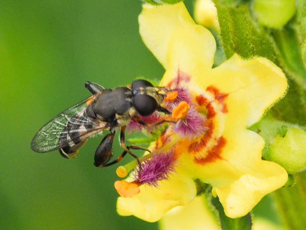 Syritta pipiens (Linnaeus, 1758)
