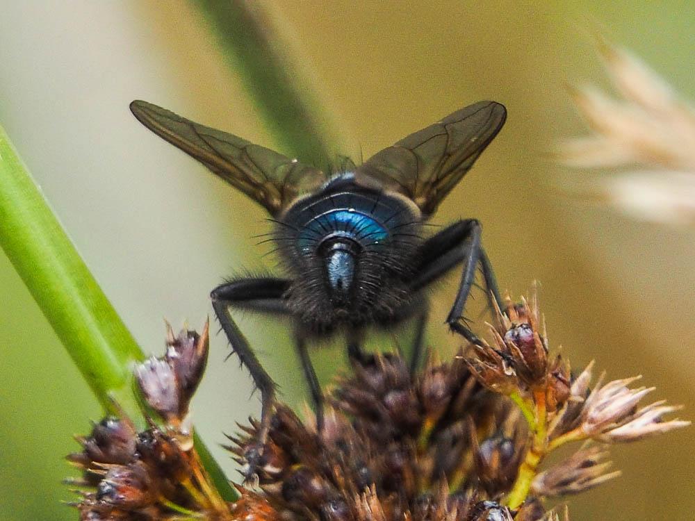 Cynomya mortuorum (Linnaeus, 1760)