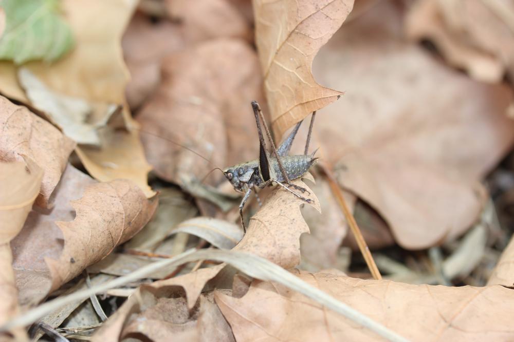 Decticelle varoise Rhacocleis poneli Harz & Voisin, 1987