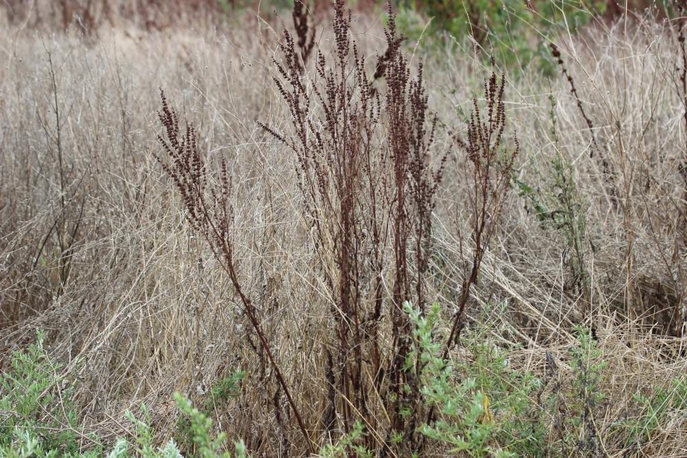 Patience crépue, Oseille crépue Rumex crispus L., 1753