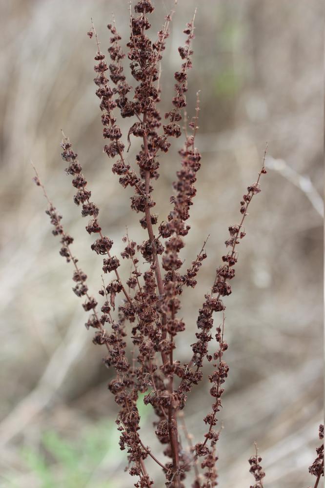 Patience crépue, Oseille crépue Rumex crispus L., 1753