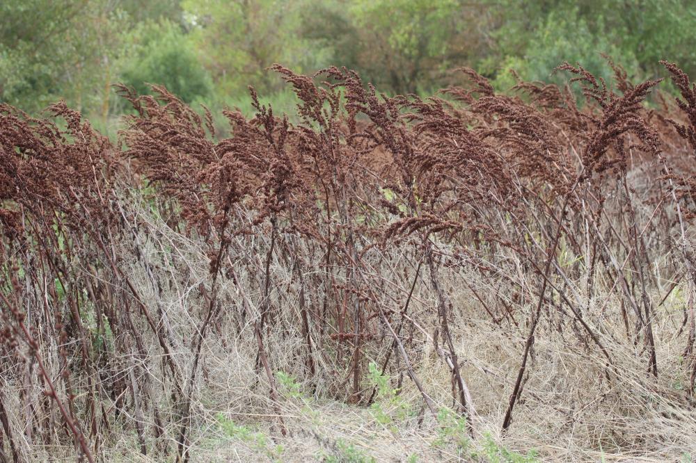 Patience à crêtes, Rumex à crêtes Rumex cristatus DC., 1813