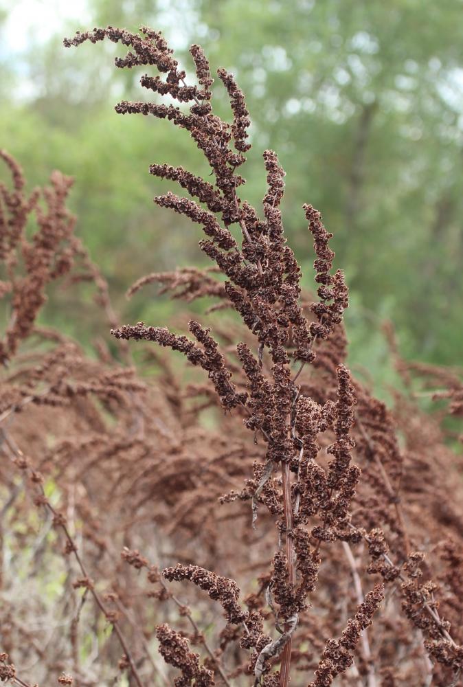 Patience à crêtes, Rumex à crêtes Rumex cristatus DC., 1813