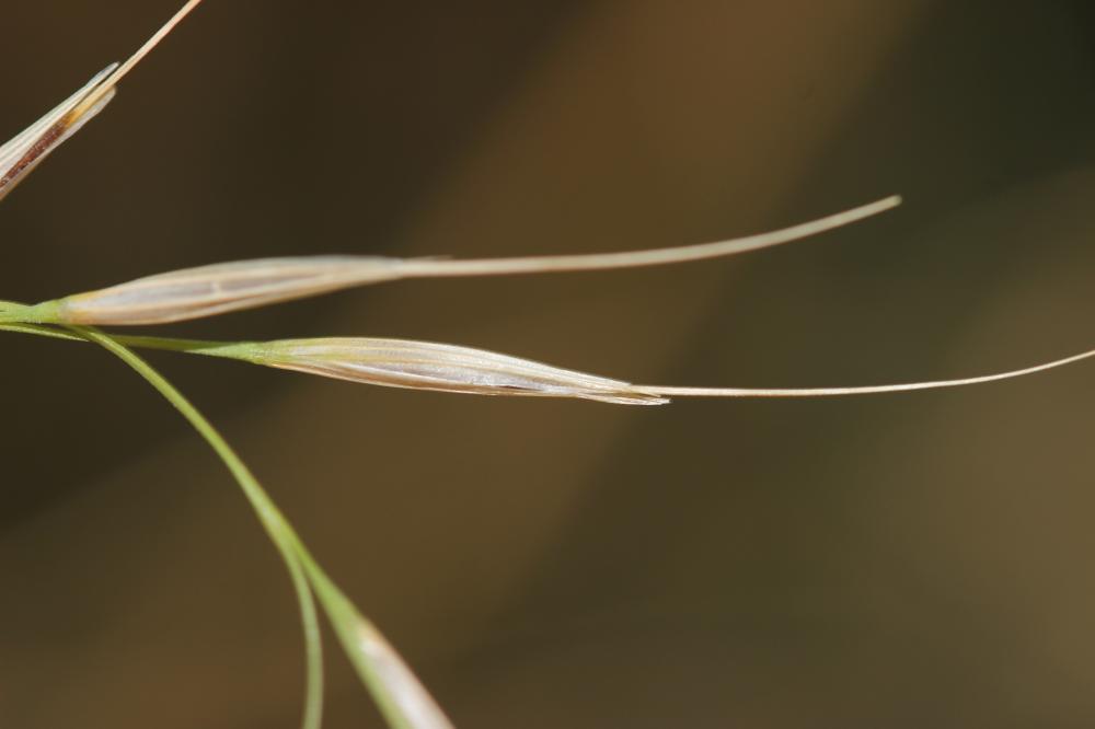 Plumet faux brome, Stipe faux Brome Achnatherum bromoides (L.) P.Beauv., 1812