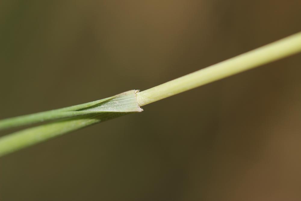 Plumet faux brome, Stipe faux Brome Achnatherum bromoides (L.) P.Beauv., 1812