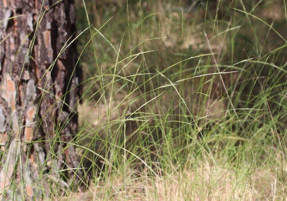 Le Plumet faux brome, Stipe faux Brome Achnatherum bromoides (L.) P.Beauv., 1812