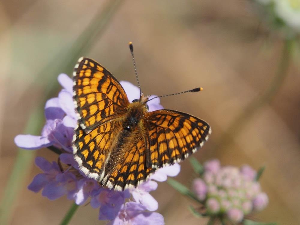 Mélitée du Mélampyre (La), Damier Athalie (Le) Melitaea athalia (Rottemburg, 1775)