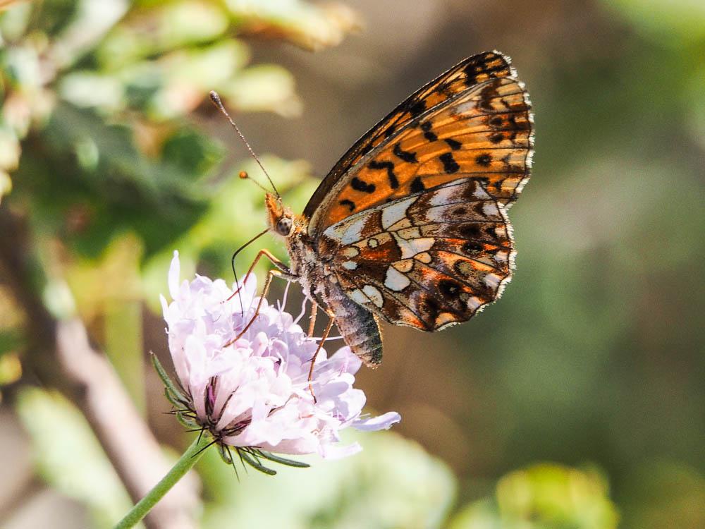 Petite Violette (La), Nacré violet (Le) Boloria dia (Linnaeus, 1767)
