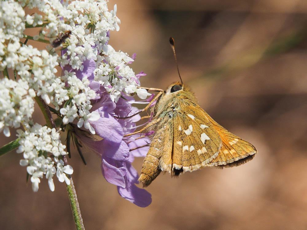 Virgule (La), Comma (Le) Hesperia comma (Linnaeus, 1758)