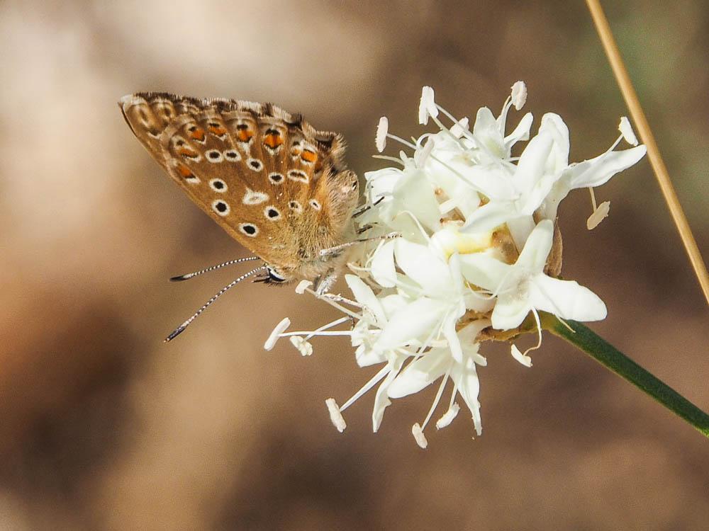 Azuré bleu-céleste (L'), Bel-Argus (Le), Argus ble Lysandra bellargus (Rottemburg, 1775)