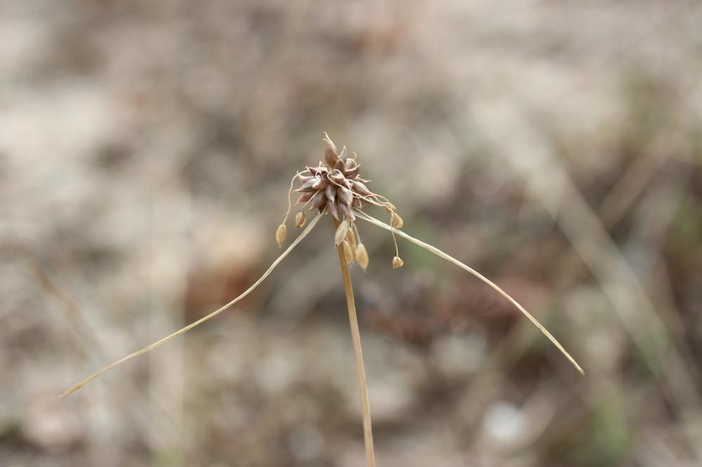 Ail maraîcher, Ail des endroits cultivés Allium oleraceum L., 1753