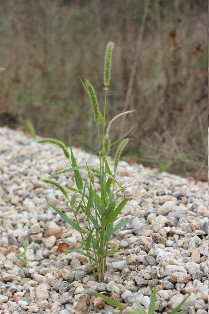Sétaire verte Setaria italica subsp. viridis (L.) Thell., 1912