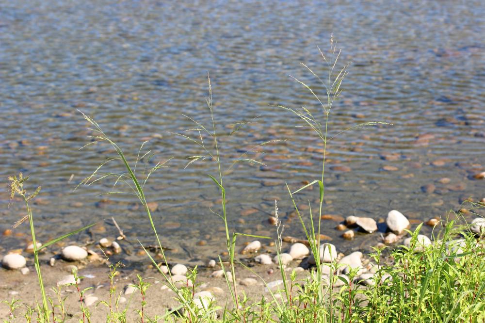 Panic à fleurs dichotomes, Panic dichotome Panicum dichotomiflorum Michx., 1803