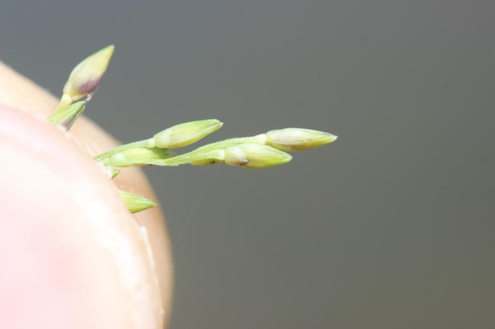 Panic à fleurs dichotomes, Panic dichotome Panicum dichotomiflorum Michx., 1803