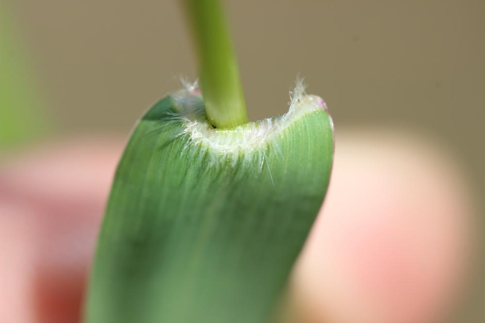 Panic à fleurs dichotomes, Panic dichotome Panicum dichotomiflorum Michx., 1803