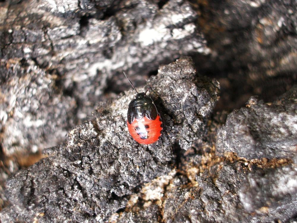 Punaise verte bleuâtre Zicrona caerulea (Linnaeus, 1758)