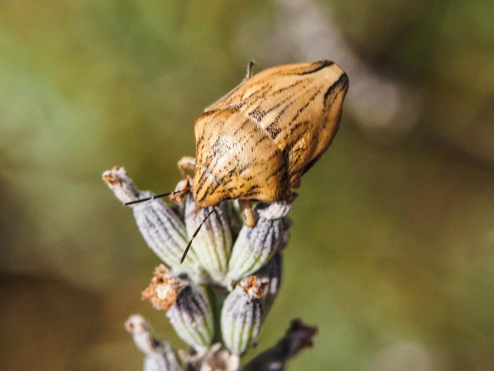  Odontotarsus purpureolineatus (Rossi, 1790)