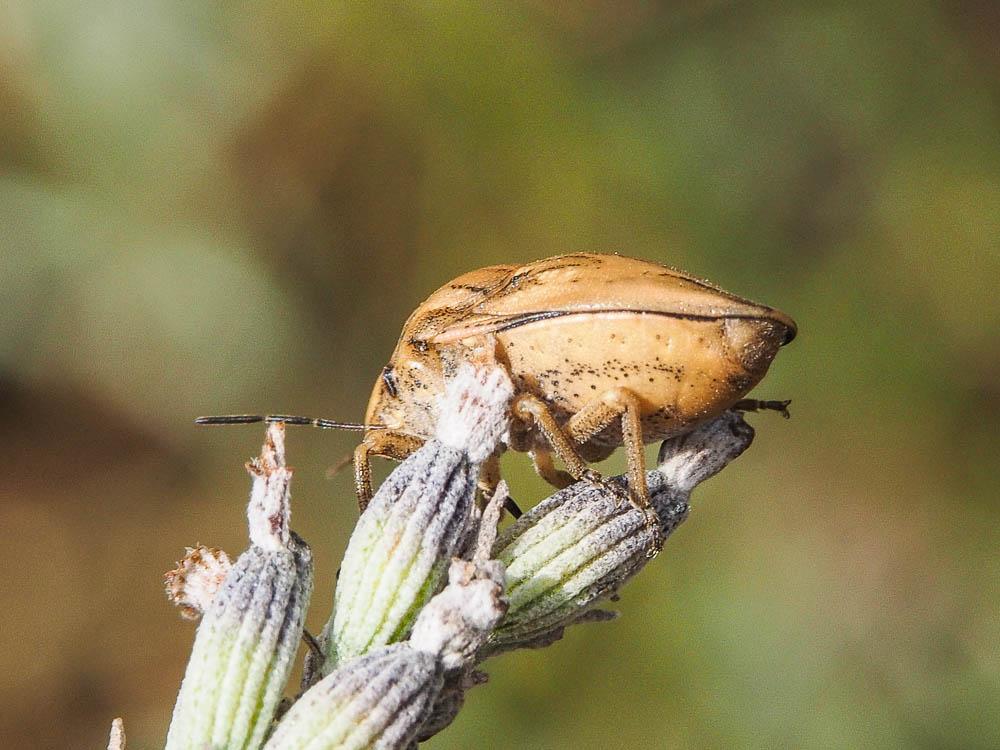 Odontotarsus purpureolineatus (Rossi, 1790)