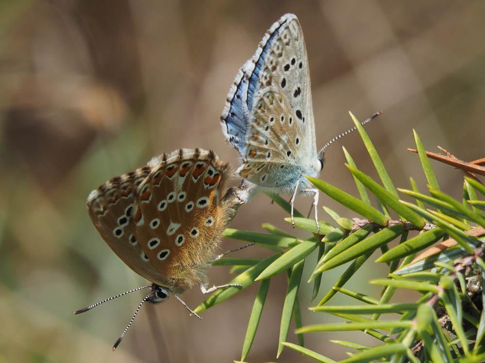 Bleu-nacré d'Espagne (Le) Lysandra hispana (Herrich-Schäffer, 1852)