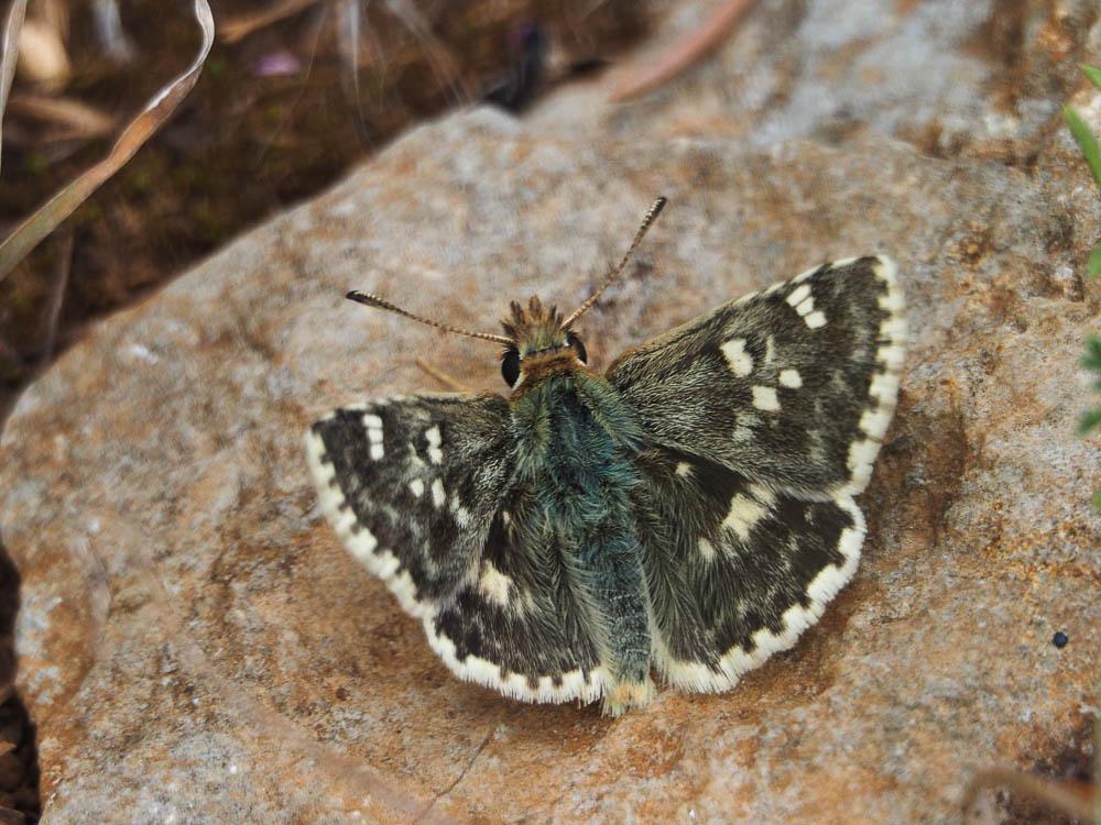 Hespérie de l'Herbe-au-vent (L') Sloperia proto (Ochsenheimer, 1808)