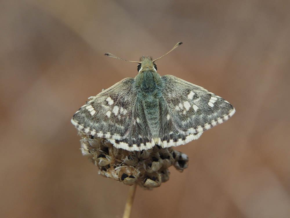 Hespérie de l'Herbe-au-vent (L') Sloperia proto (Ochsenheimer, 1808)