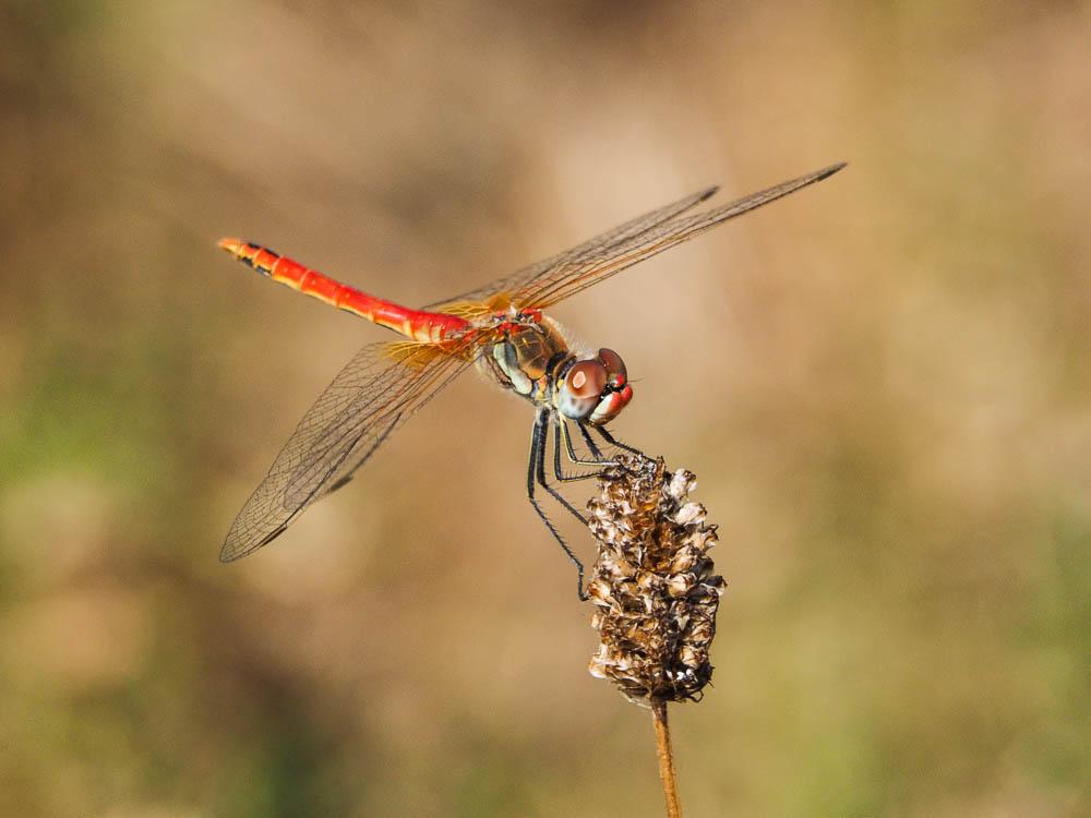 Sympétrum de Fonscolombe (Le) Sympetrum fonscolombii (Selys, 1840)