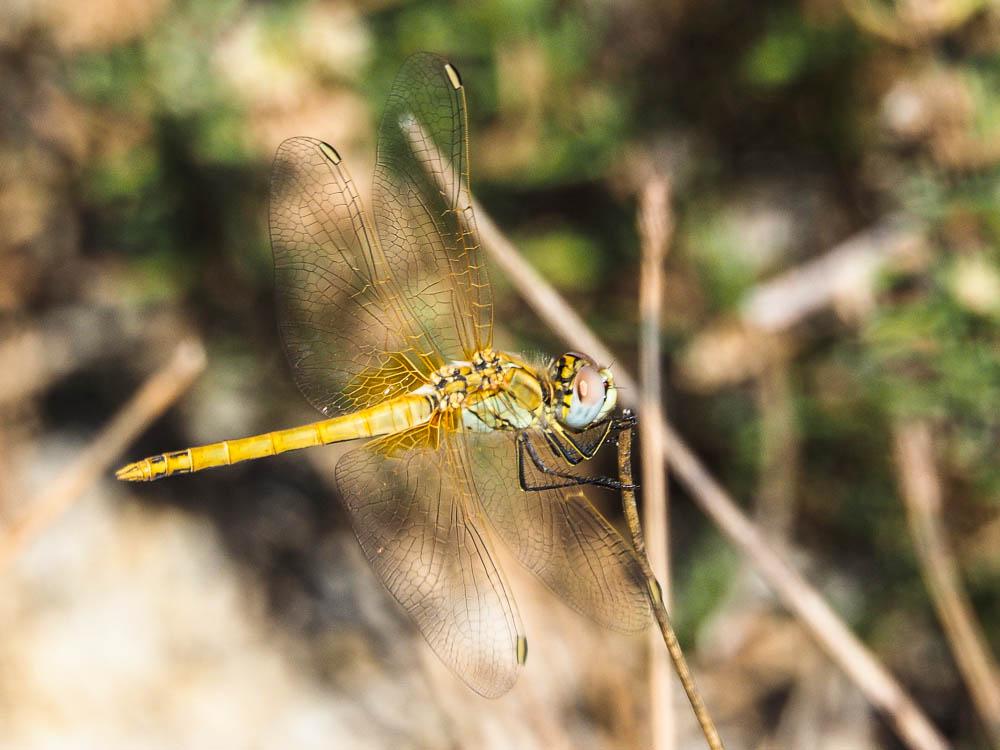 Sympétrum de Fonscolombe (Le) Sympetrum fonscolombii (Selys, 1840)