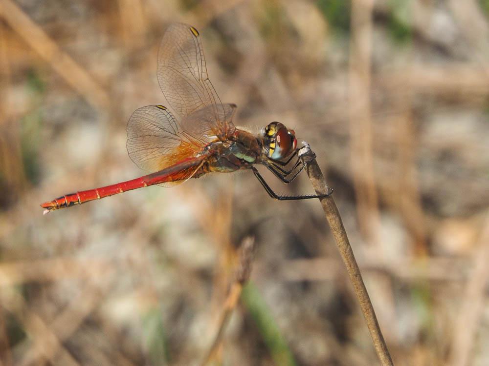 Sympétrum de Fonscolombe (Le) Sympetrum fonscolombii (Selys, 1840)