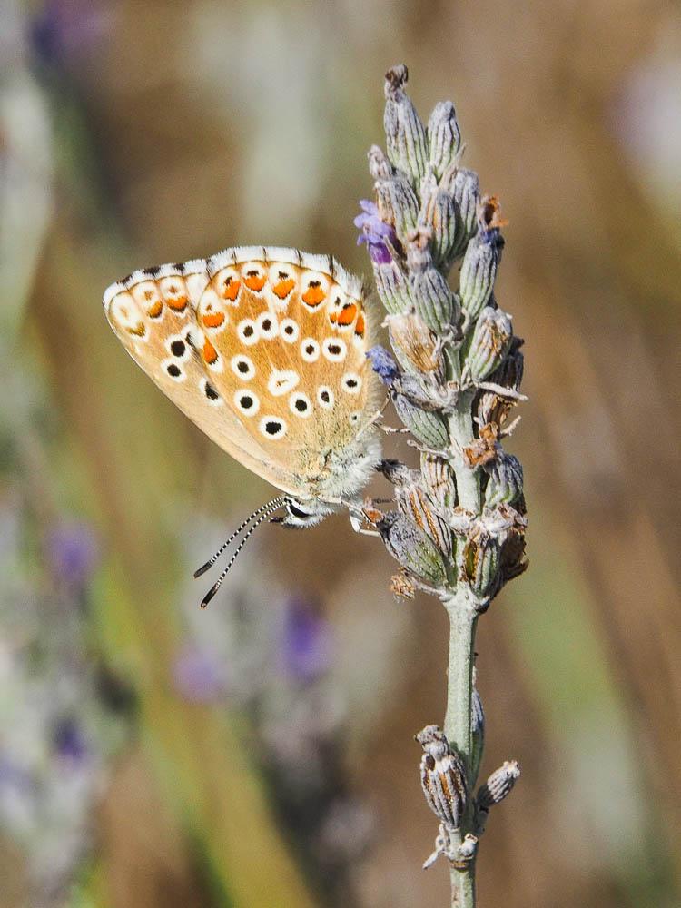 Azuré bleu-céleste (L'), Bel-Argus (Le), Argus ble Lysandra bellargus (Rottemburg, 1775)