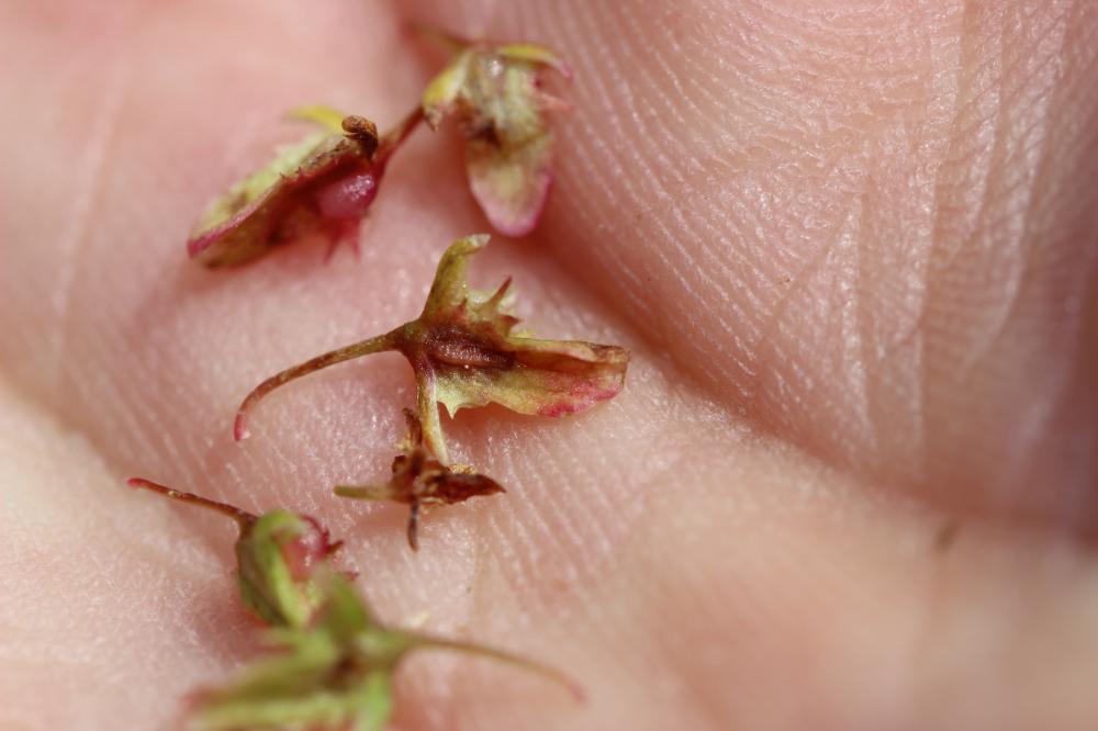 Patience à feuilles obtuses, Patience sauvage Rumex obtusifolius L., 1753