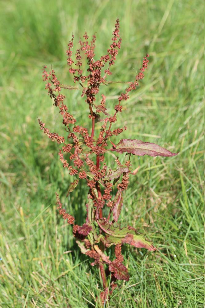 Patience à feuilles obtuses, Patience sauvage Rumex obtusifolius L., 1753