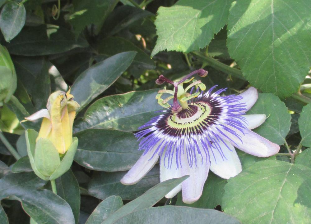 Passiflore, Fruit de la passion, Grenadille Passiflora caerulea L., 1753