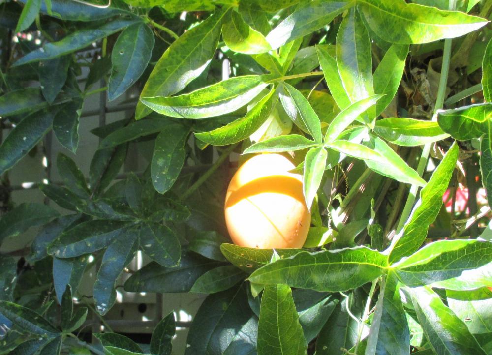 Passiflore, Fruit de la passion, Grenadille Passiflora caerulea L., 1753