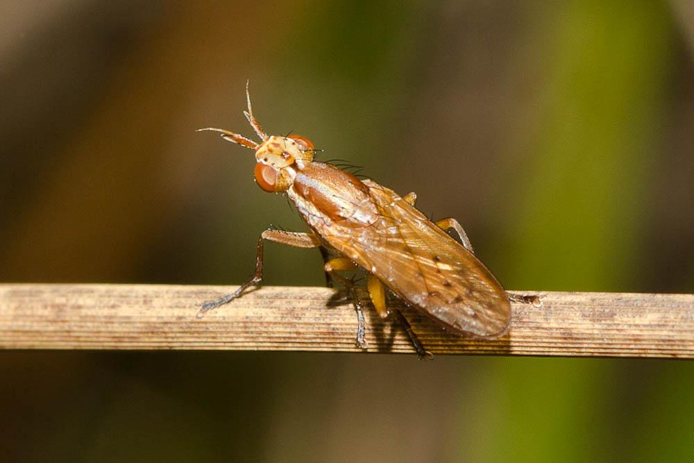 Ilione albiseta (Scopoli, 1763)