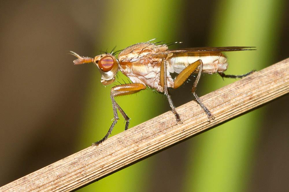  Ilione albiseta (Scopoli, 1763)