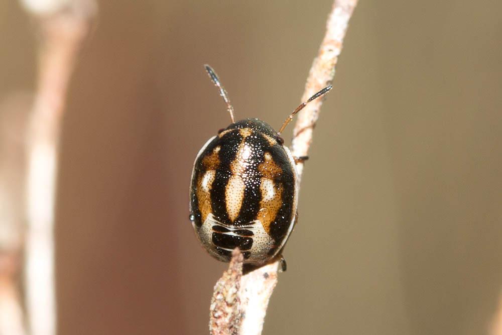  Neottiglossa leporina (Herrich-Schäffer, 1830)