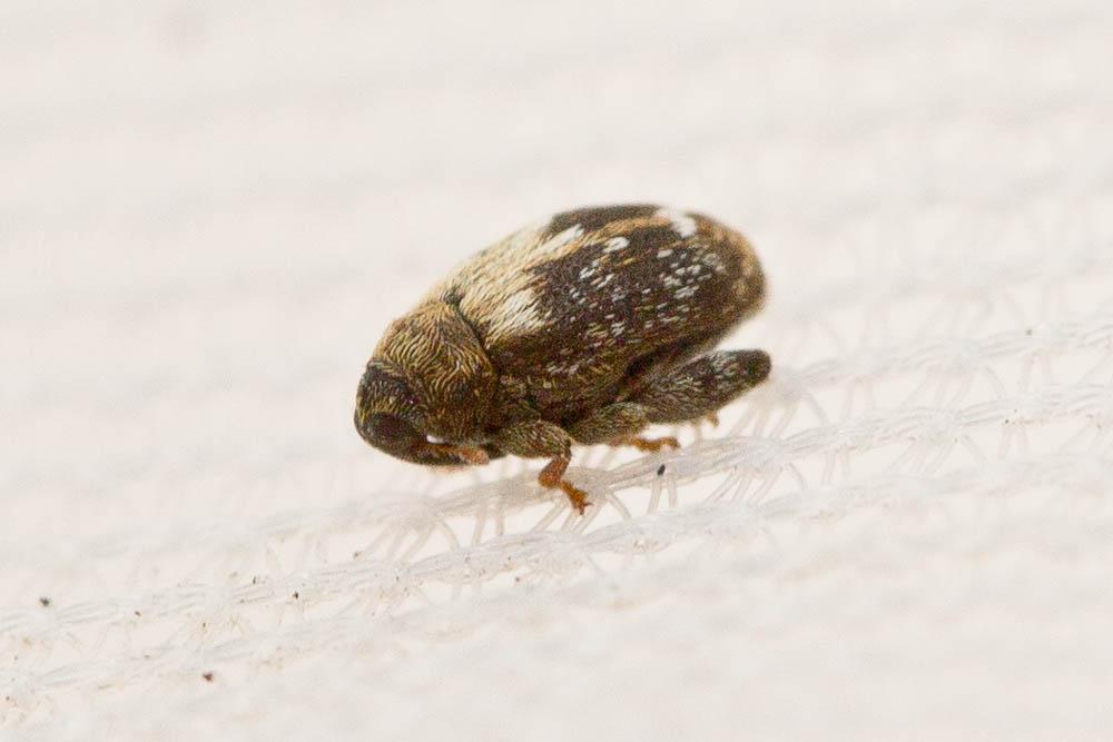  Orchestes hortorum (Fabricius, 1792)