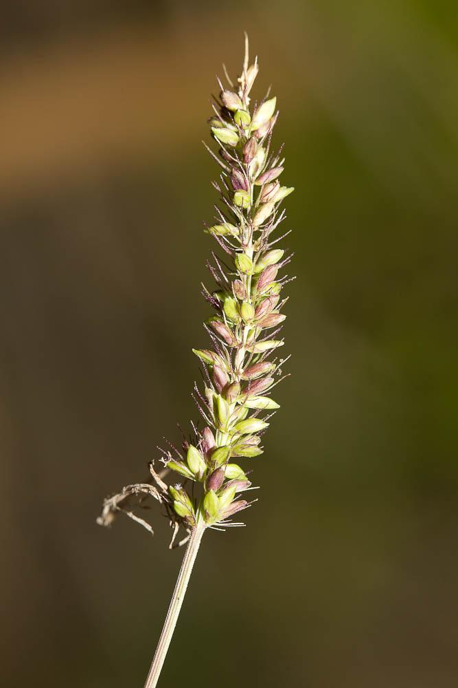 Sétaire verticillée, Panic verticillé Setaria verticillata (L.) P.Beauv., 1812