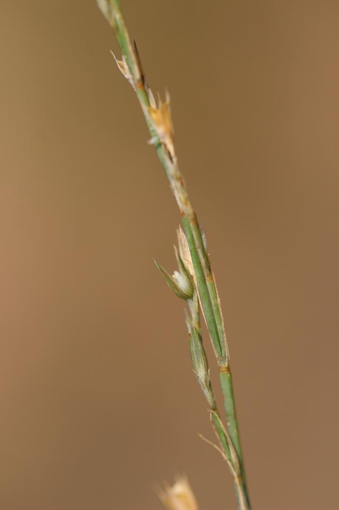 Bufonie paniculée Bufonia paniculata Dubois ex Delarbre, 1800