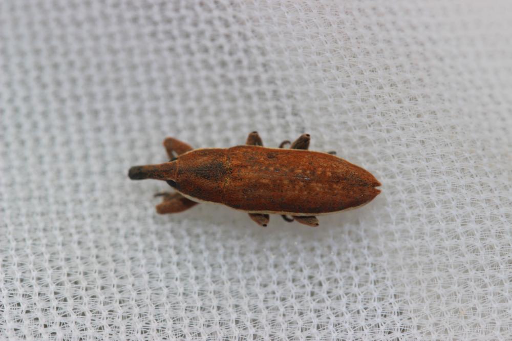  Lixus ochraceus Boheman, 1842