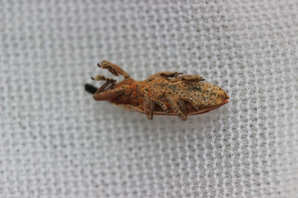  Lixus ochraceus Boheman, 1842