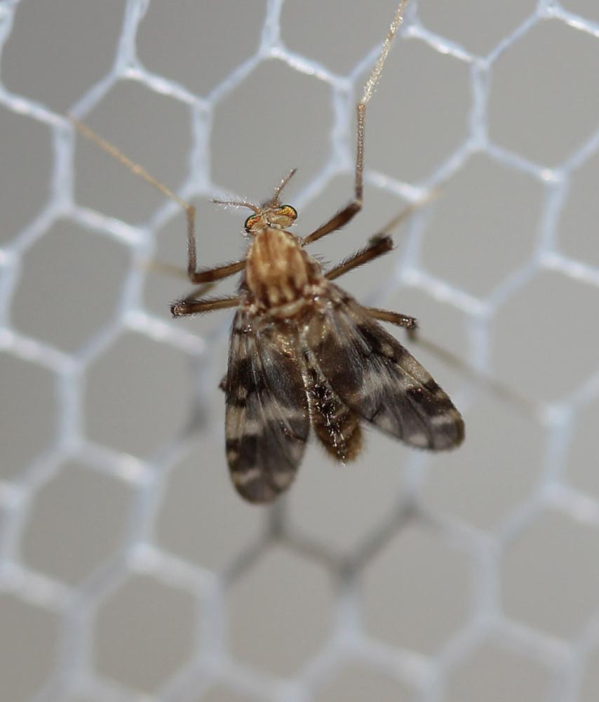 Psectrotanypus varius (Fabricius, 1787)