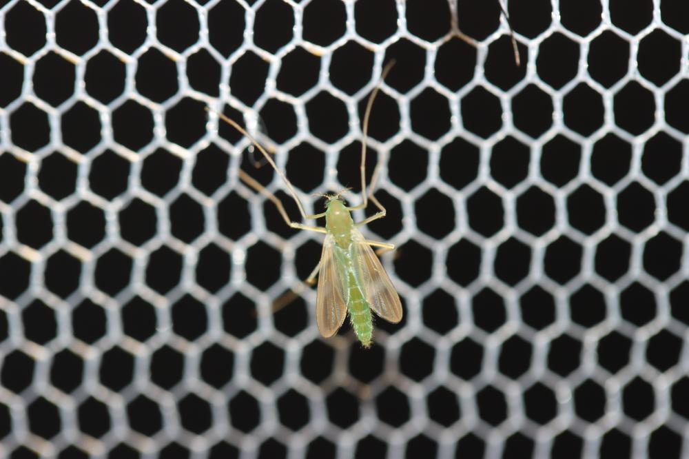 Chironomidés, Ver de vase (larve) Chironomidae Newman, 1834