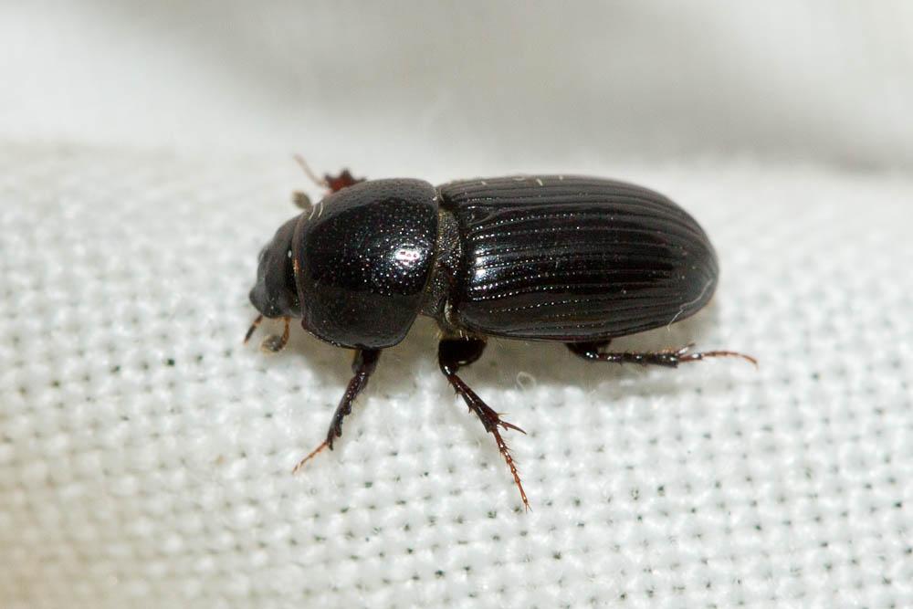 Nialus varians (Duftschmid, 1805)