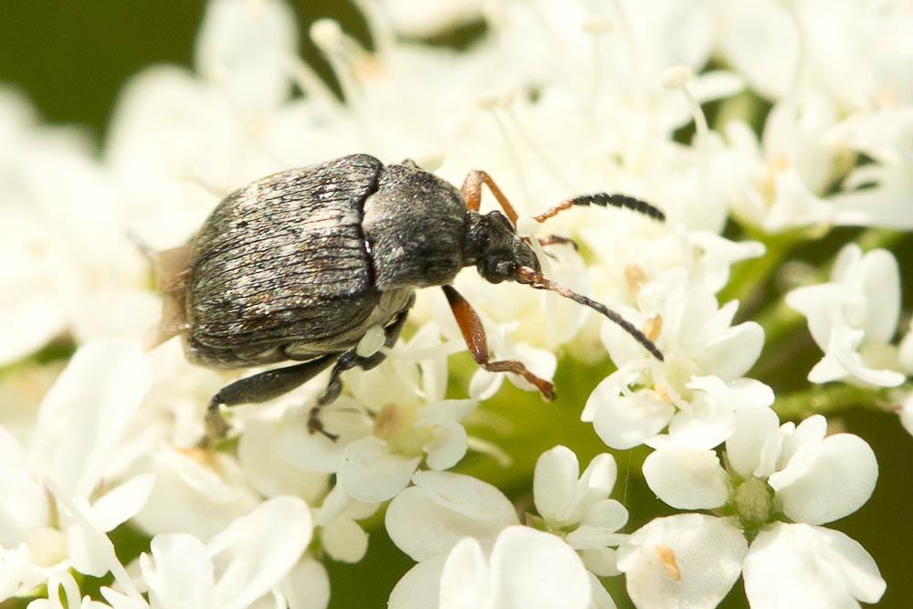  Bruchus atomarius (Linnaeus, 1760)