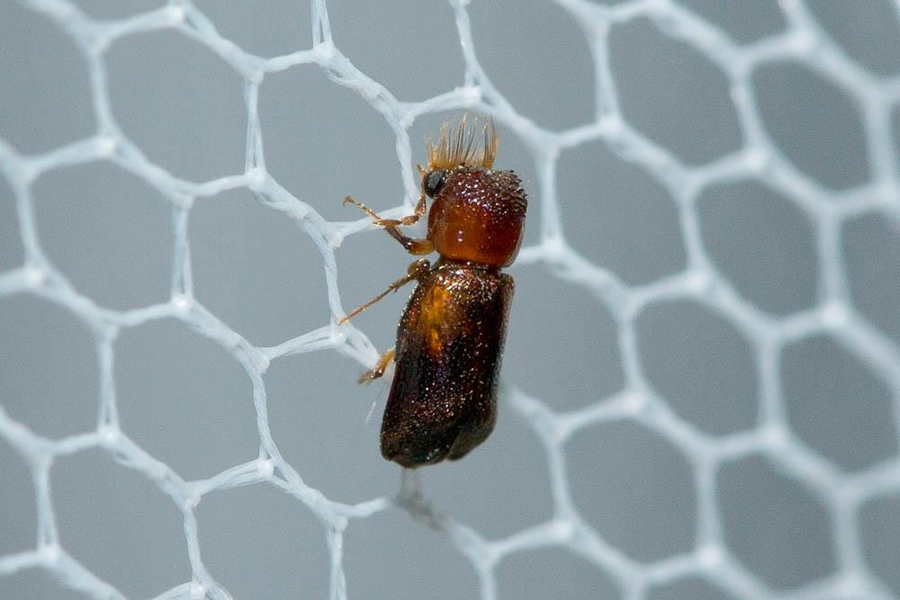 Scobicia chevrieri (A. Villa & G.B. Villa, 1835)
