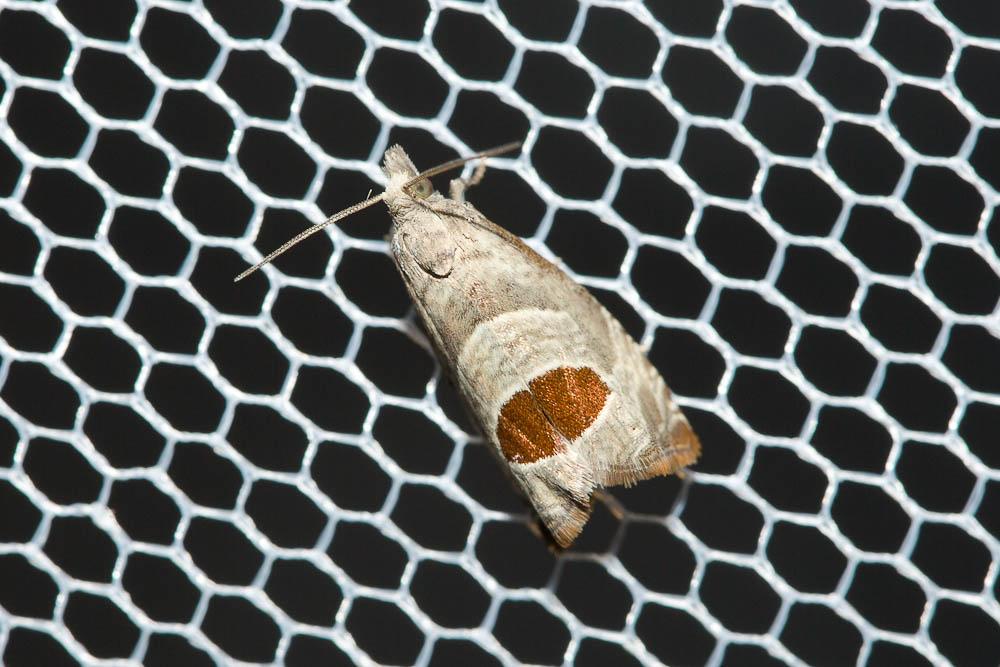 Notocelia uddmanniana (Linnaeus, 1758)