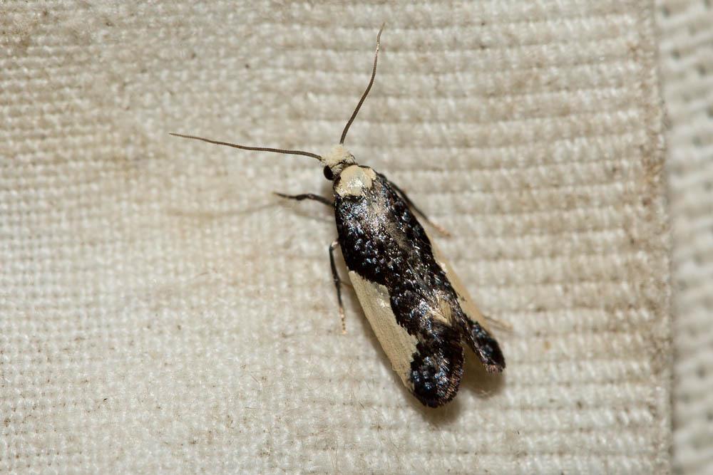 Monopis monachella (Hübner, 1796)