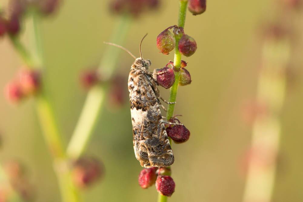 Epiblema graphana (Treitschke, 1835)
